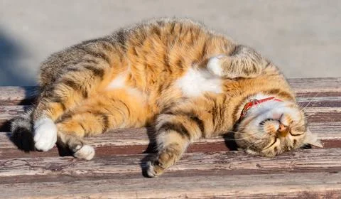 A big beautiful cat basking in the sun Stock Photos
