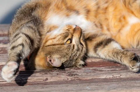 A big beautiful cat basking in the sun Stock Photos
