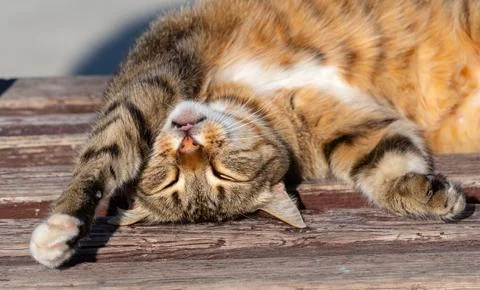 A big beautiful cat basking in the sun Stock Photos