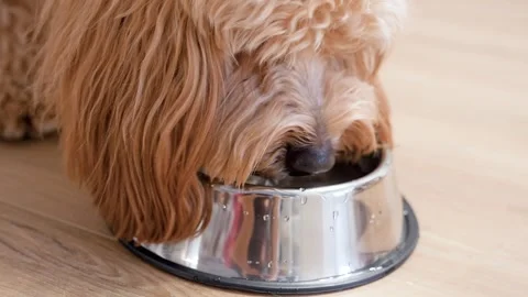 A big beautiful curly brown dog drinks water from a bowl in the kitchen Stock Footage 329971908