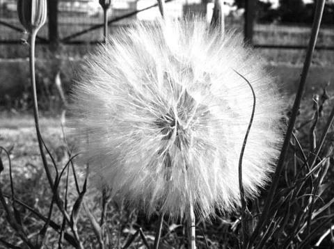 Big beautiful dandelion, afraid of the wind Stock Photos