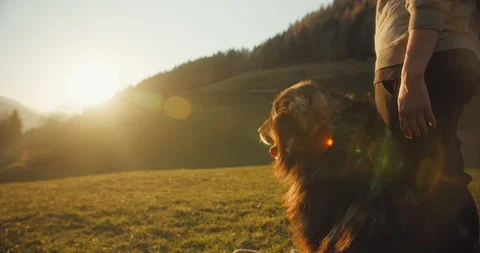 A big beautiful dog looking into the sunset on an open field while its owner is  Stock Footage 129405250