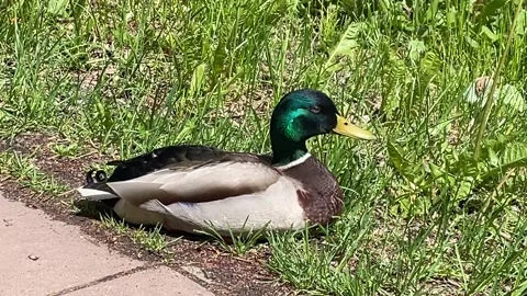 A big beautiful drake rests on the grass with his wings folded Stock Footage 312633349