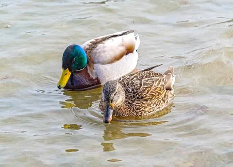 A big beautiful duck Stock Photos
