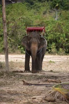 Big beautiful elephant Stock Photos
