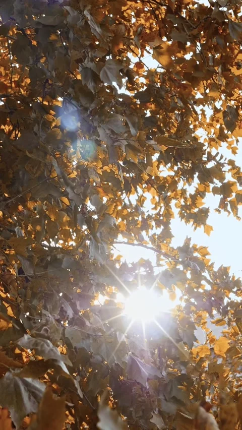 Big beautiful fall tree with orange leaves in the setting counter sun Stock-Footage 310500425
