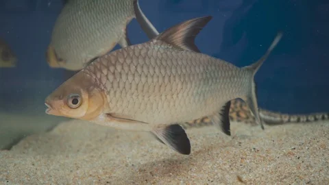 Big beautiful fish and stingray in the aquarium Stock Footage 128752953