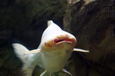 Big beautiful fish water is swimmin Stock Photos