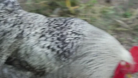 Big beautiful gray, black rooster with a red head walks in cage, look for food Stock Footage 155654432