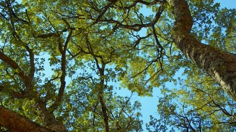 A big beautiful high tree with a long branches at the park. Stock Footage 304101259