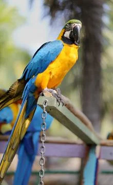 Big beautiful macaws Stock Photos