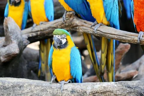 Big beautiful macaws Stock Photos