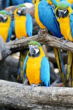 Big beautiful macaws Stock Photos