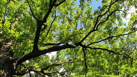Big beautiful old tree. Time Lapse Branches Stock-Footage 161069875
