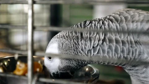 A big beautiful parrot eats his food sitting in a cage. Cool close-up Stock Footage 335630088