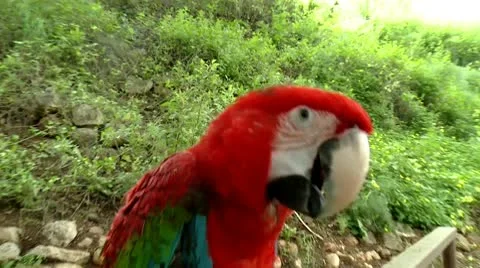 Big Beautiful parrot look to the camera Stock Footage