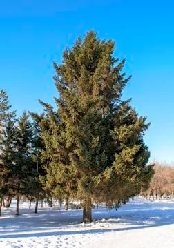 Big beautiful pine tree as foreground of public park in a sunny winter day Stock Photos