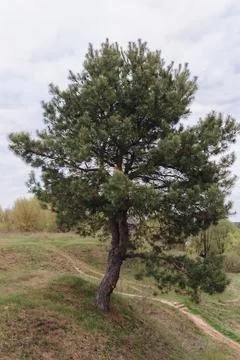A big beautiful pine tree on the slope Stock Photos