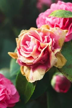 Big beautiful pink rose Stock Photos