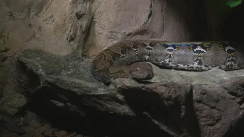 Big beautiful reticulated python (Malayopython sp) crawling slowly on a rock Stock Footage 221583904