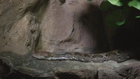 Big beautiful reticulated python (Malayopython sp) crawling slowly on a rock Foto stock
