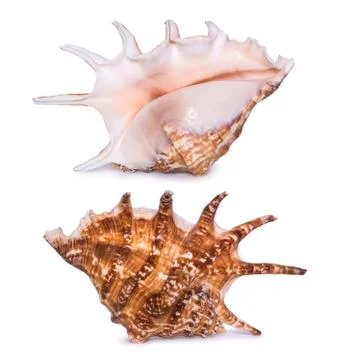 Big beautiful seashell isolated on white background. Two sides view of seashe Stock Photos