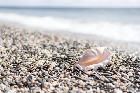 Big beautiful shell on the beach Stock Photos