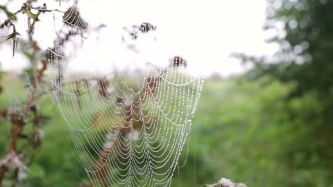Big beautiful spider web in dew drops at dawn in the field. Stock Footage 160889202