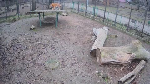 Big beautiful tiger makes a high prick Stock Footage 149823134