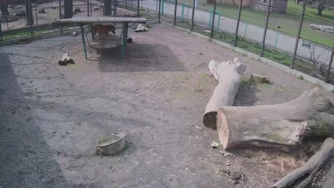 Big beautiful tiger playing with a log on a swing Video stock 151908671