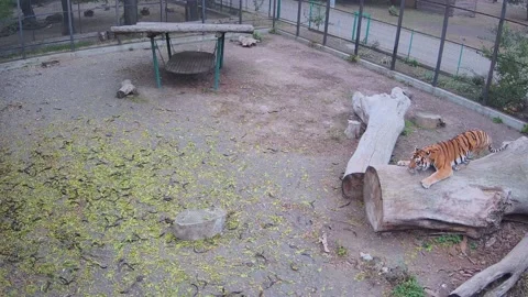 Big beautiful tiger sharpens claws and chill Stock Footage 145058531