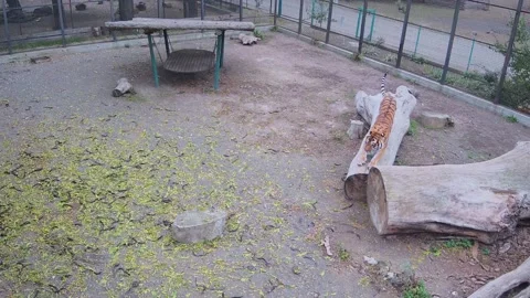 A big beautiful tiger sharpens its claws on a tree Stock Footage 145058555