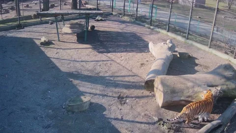 A big beautiful tiger sharpens its claws on a tree Stock Footage 150808457