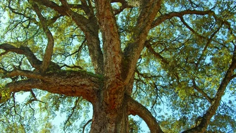 Big beautiful tree with a long branches. Sunlight shines through the branch.. Stock Footage 235533571