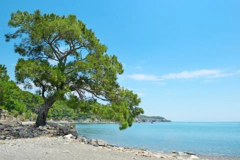 Big beautiful tree Stock Photos