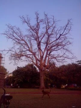 Big beautiful tree Stock Photos