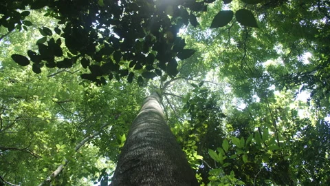 Big Beautiful Tree in Primary Rainforest Stock Footage 195280381