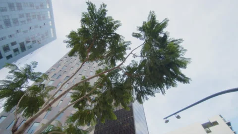 Big beautiful tree surrounded by skyscrapers in a business district Stock Footage 221135296