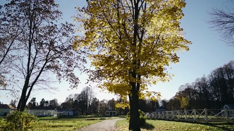 A big beautiful tree with yellow leaves on a beautiful autumn day Stock Footage 220154485