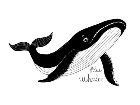 Big beautiful whale Stock Illustration