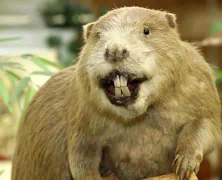 Big beaver with huge incisors Stock Photos