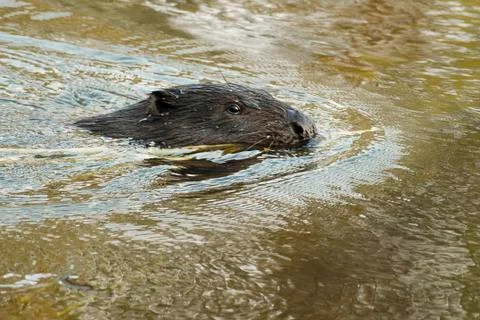Big beaver Stock Photos