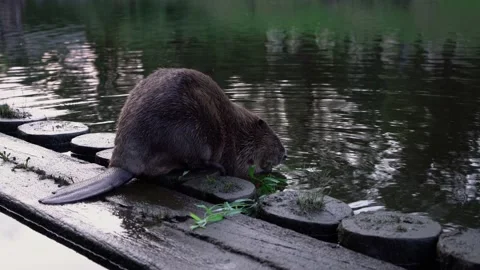 Big beaver by the river gnawing on a willow branch on the evening dusk time. Stock Footage 154515703