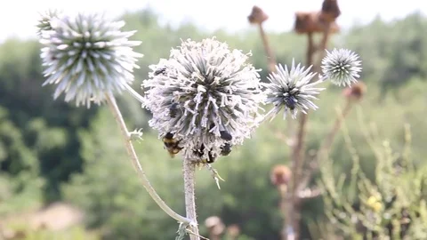 Big bee and  attracted bugs over thorny Flower Stock Footage 82400588