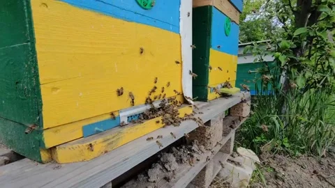 Big bee colony flying around hive,honeybee active life,ecological hobby,honey 動画素材 131285839