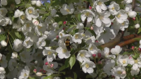 Big bee on flower blossoms Video stock 242621270