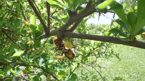 A big bee going back and forth on the barberry flower Stock Footage 135358964