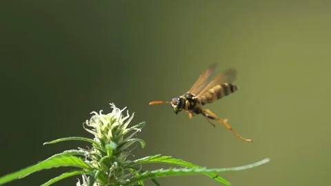 Big Bee insect landing on hemp flower Stock Footage 150809085