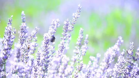 Big bee in lavender field 库存影片 95866645