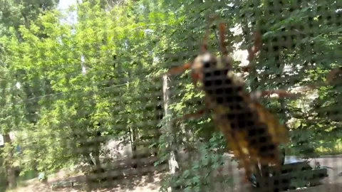 A big bee or  wasp crawling on window net Stock Footage 158477453